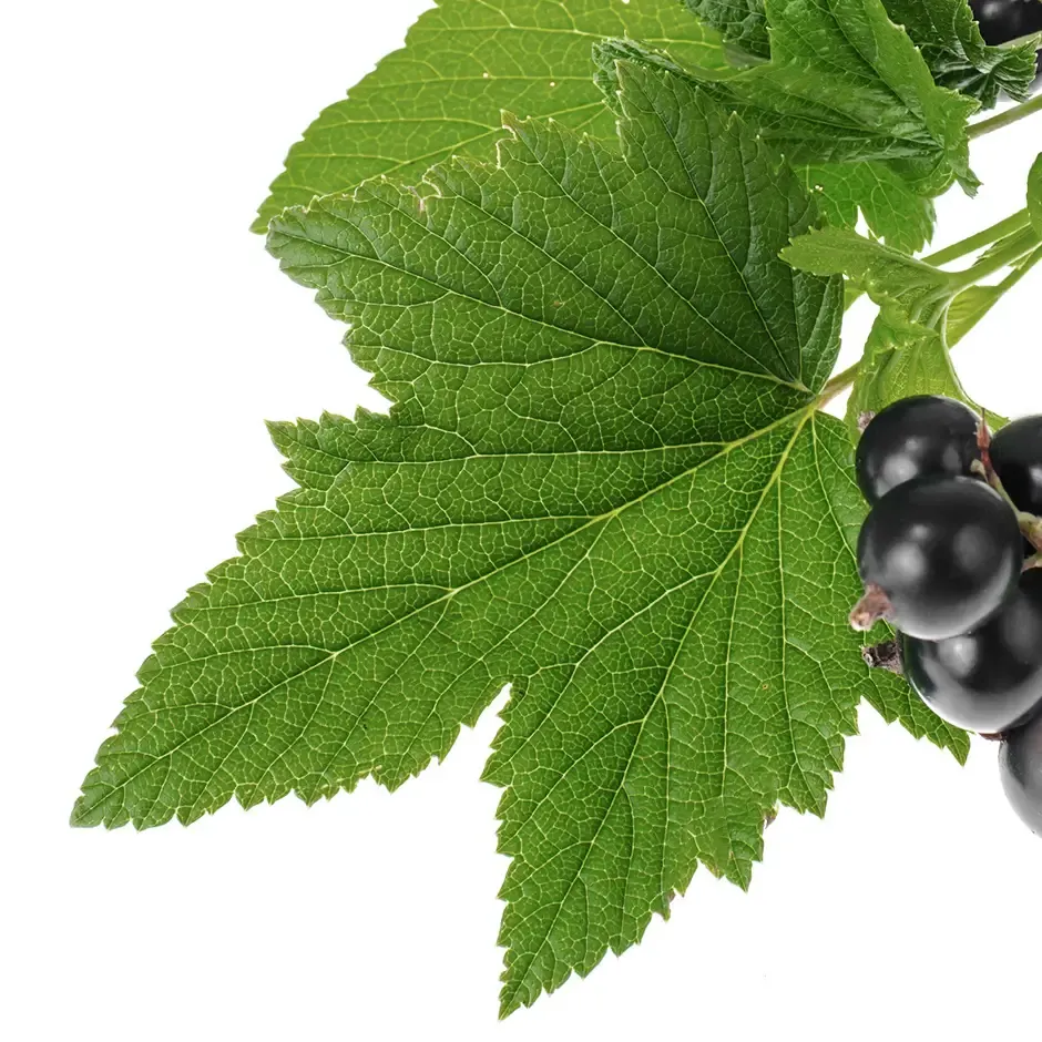 листя чорної смородини