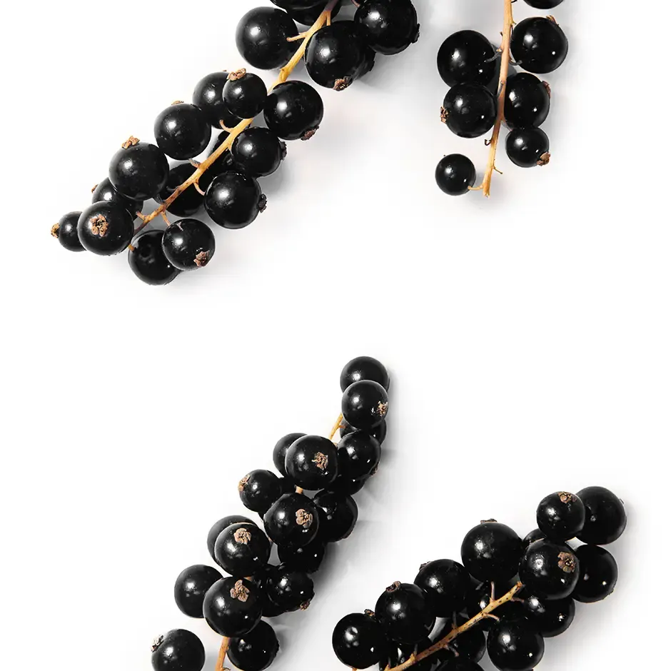 чорна смородина