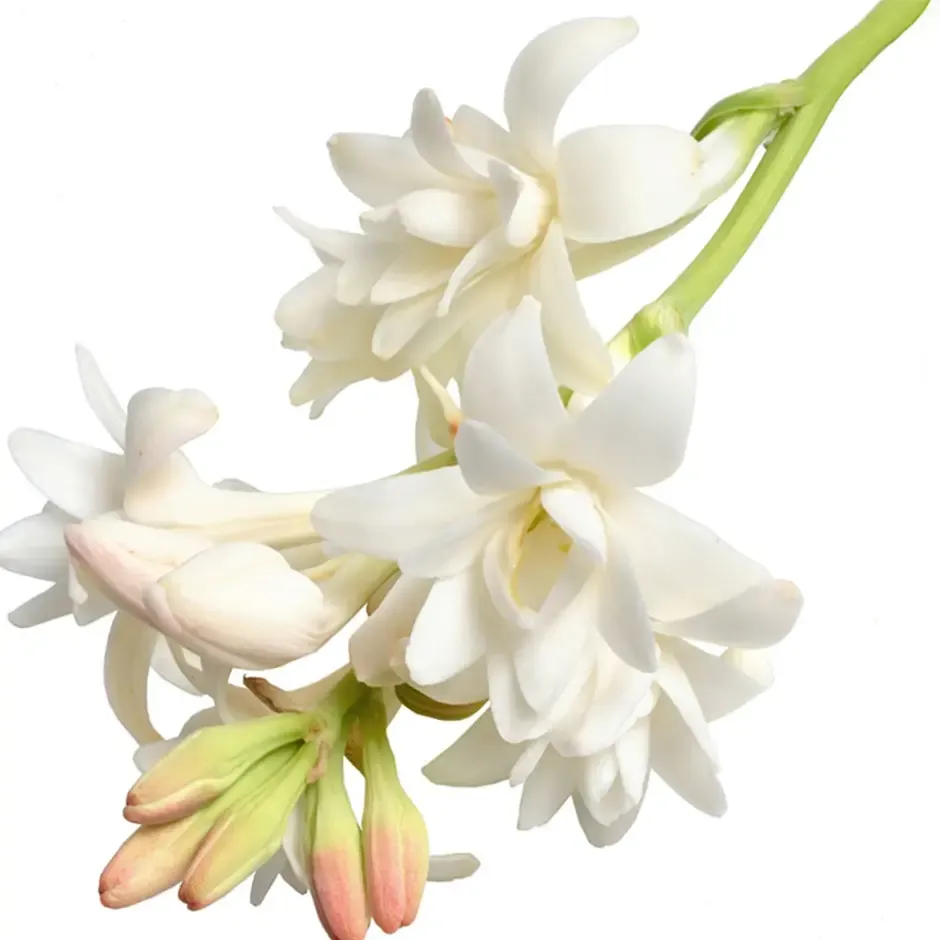 індійська тубероза