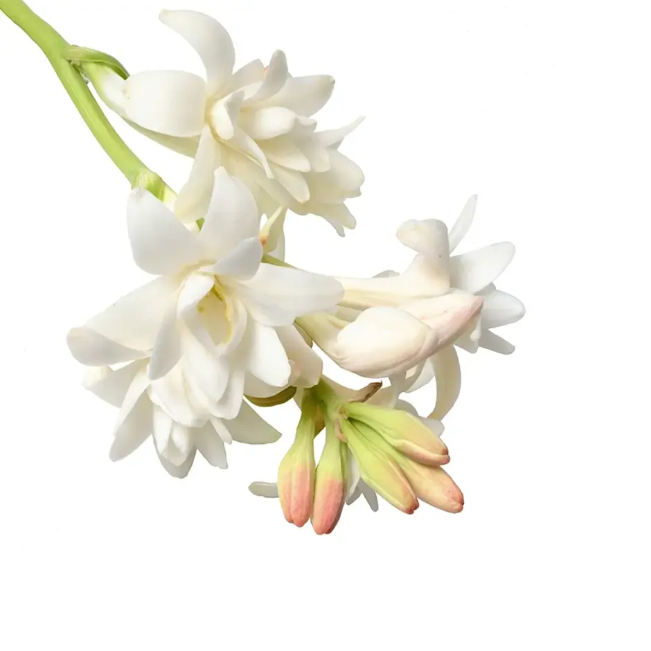 індійська тубероза