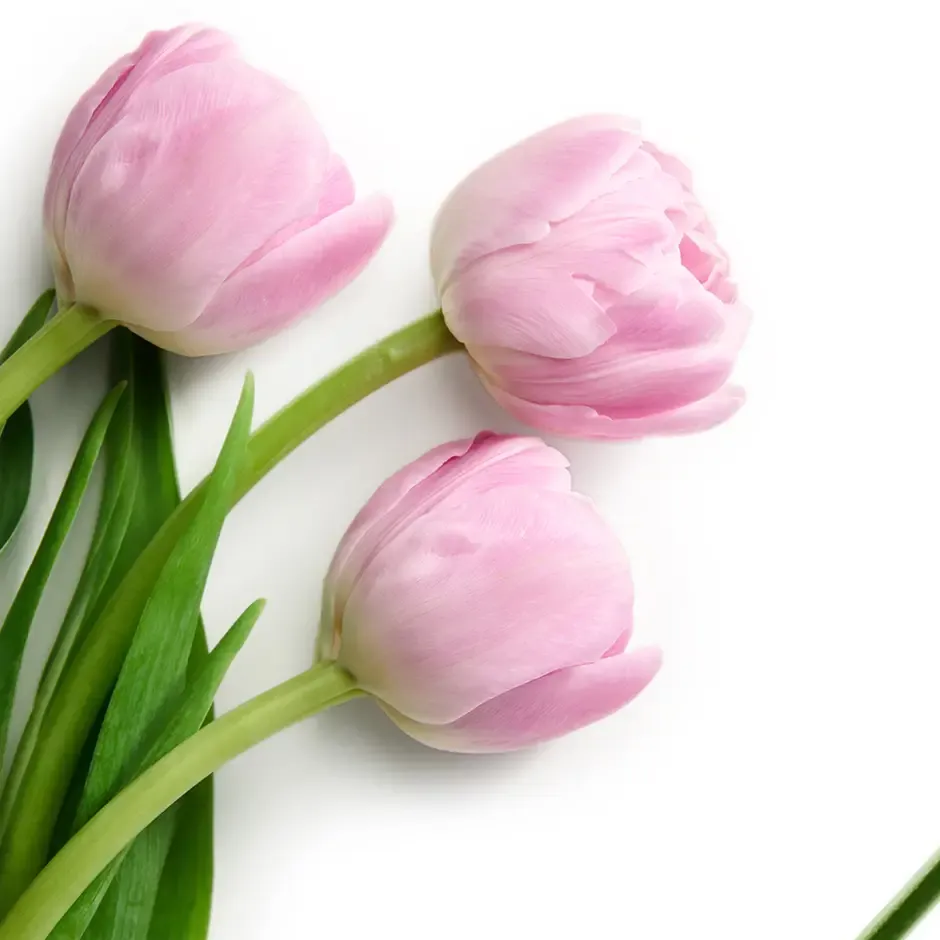 рожевий тюльпан