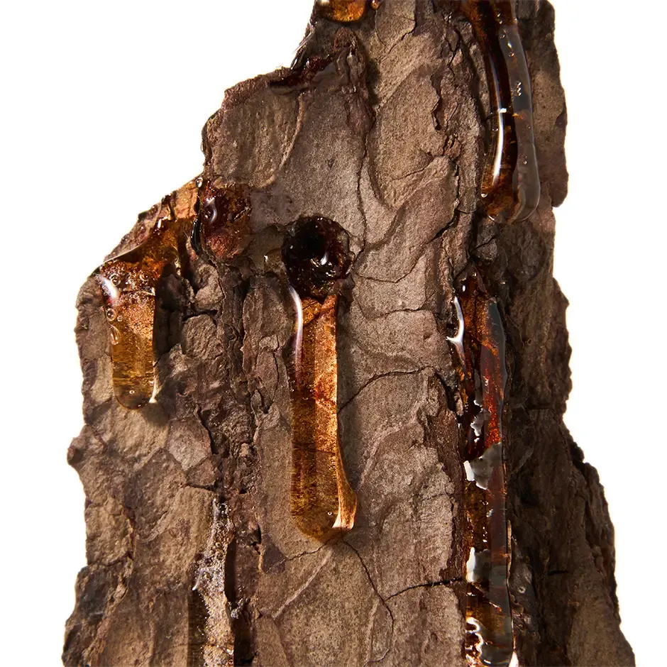 ялинова смола